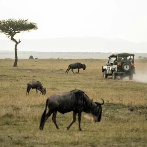 Wild Wonders of the Serengeti